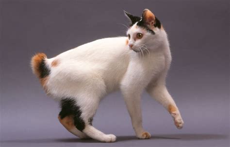 stubby tail cat